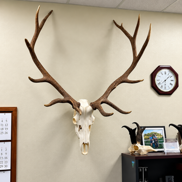 Antler skull wall mount displayed on interior wall